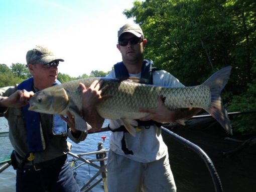 Lake Environment: The GRASS Carp | Kerr Lake Guide | Everything About ...